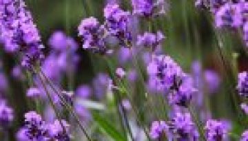 Uses lavender essential oil