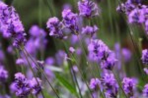 Uses lavender essential oil