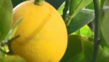 Top 10 Uses for Lemon Essential Oil