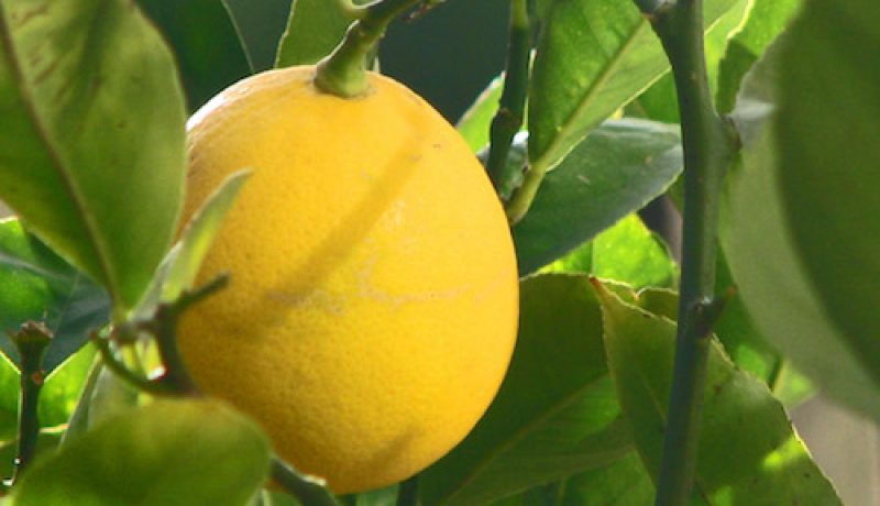 Top 10 Uses for Lemon Essential Oil