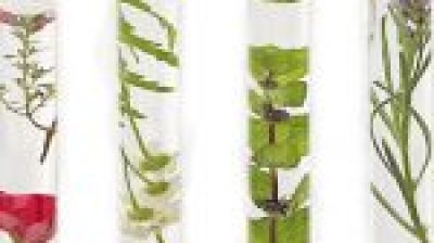 Homemade Essential Oil Recipes