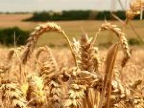 modern wheat is making you sick