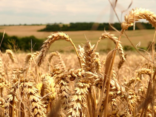 modern wheat is making you sick