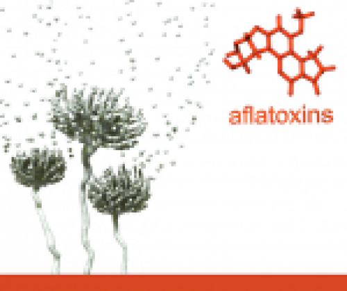 Aflatoxin mycotoxin - testing, identification, symptoms and detox cure