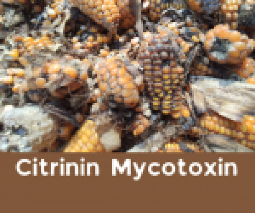 Citrinin Mycotoxin - understanding sources and how to detox from it