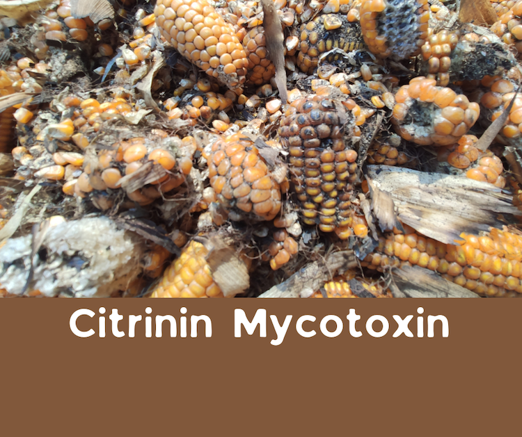 Citrinin Mycotoxin - understanding sources and how to detox from it