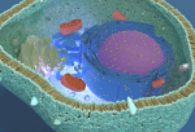 Mitochondrial function and toxins