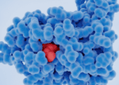 Mycotoxin Binder for mold