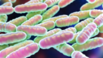 Lactobacillus probiotic strains for gut health